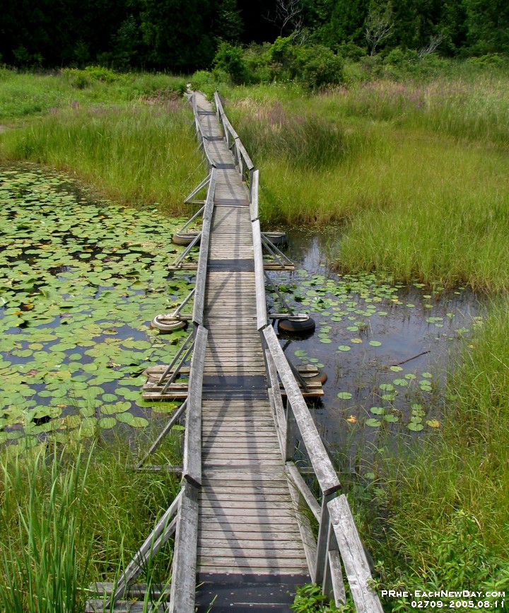 02709cl - The floating bridge of the Marsh Boardwalk at Presq'ile Park